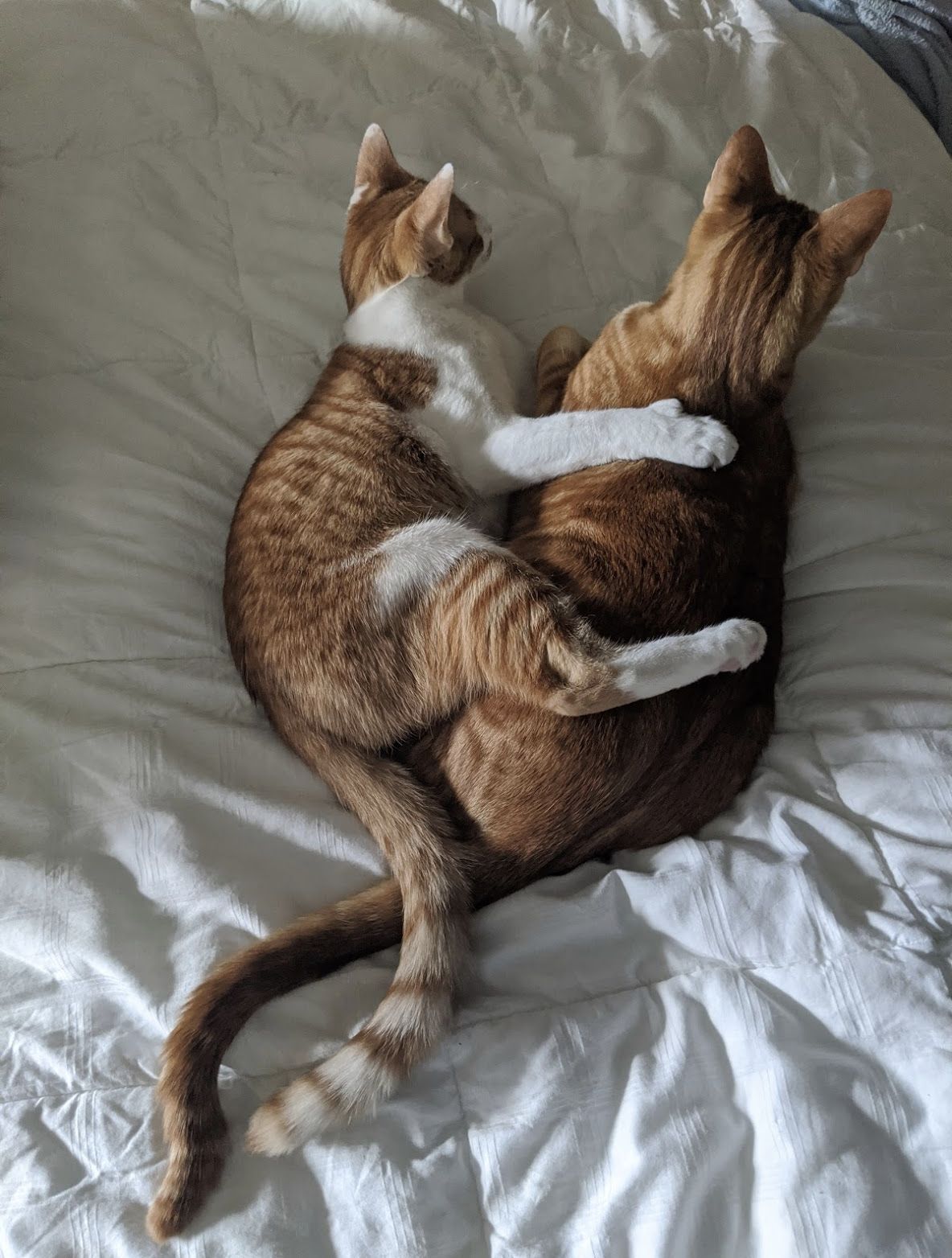 Benjamin and Hobbes cuddling